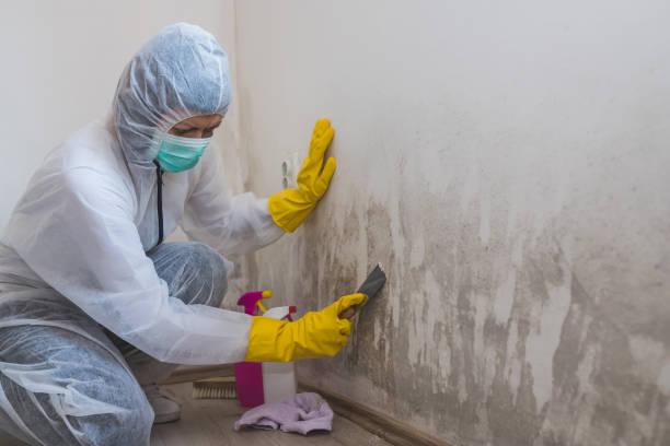 Best Toxic Mold Removal  in Connerton, FL