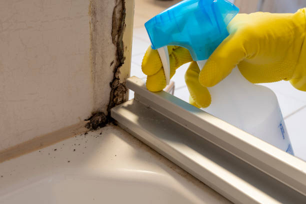 Best Mold Remediation  in Connerton, FL
