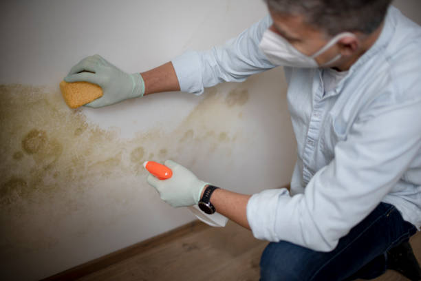 Best Office Mold Removal Services  in Connerton, FL
