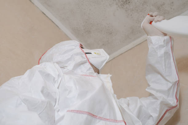 Best Affordable Mold Removal  in Connerton, FL