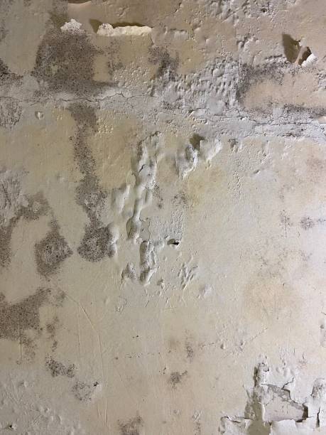 Best Certified Mold Removal  in Connerton, FL