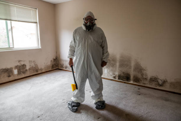 Mold Removal and Inspection in Connerton, FL