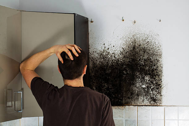 Best Mold Removal and Inspection  in Connerton, FL