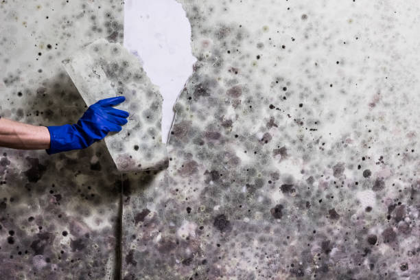 Home Mold Removal in Connerton, FL